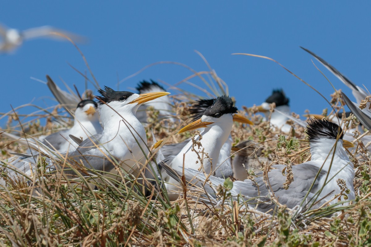 Great Crested Tern - ML636401393