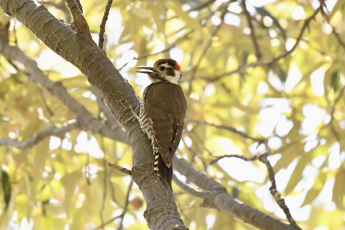 Arizona Woodpecker - ML636401422