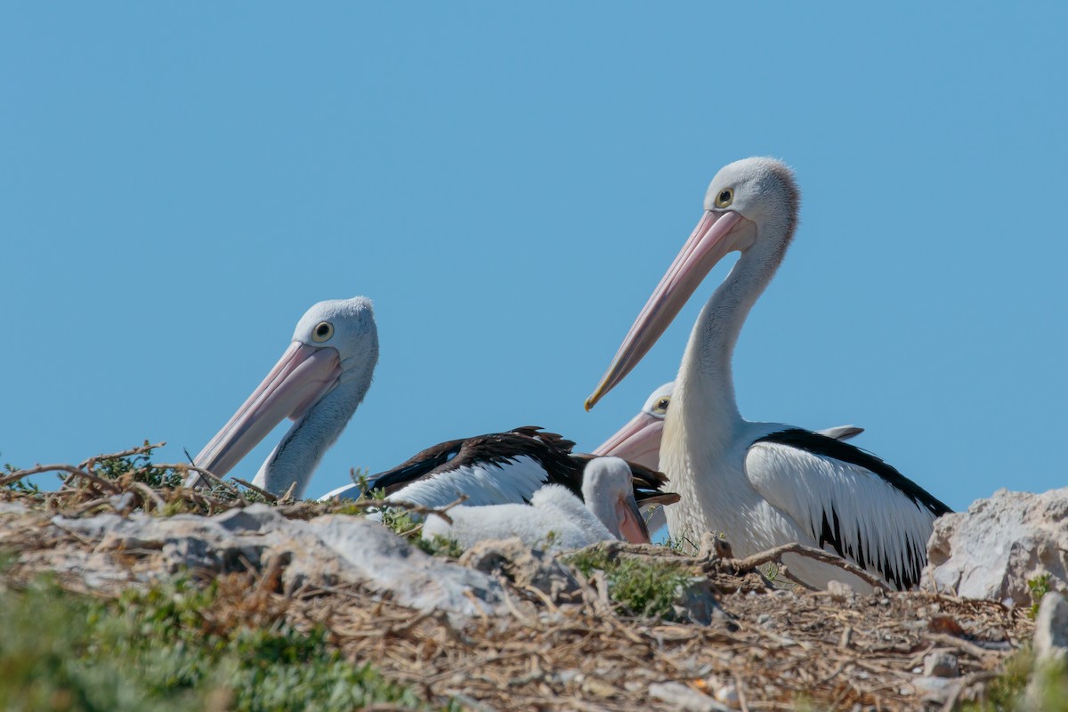 Australian Pelican - ML636401432