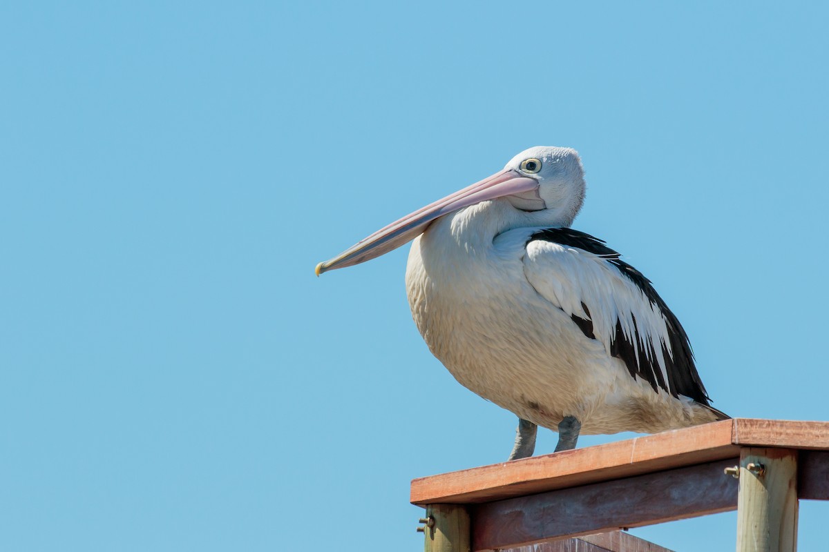 Australian Pelican - ML636401433