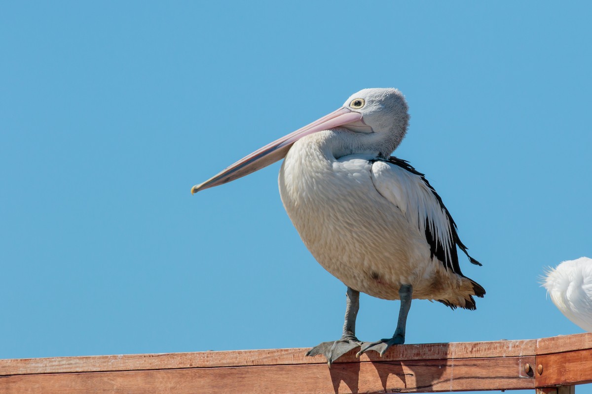 Australian Pelican - ML636401434