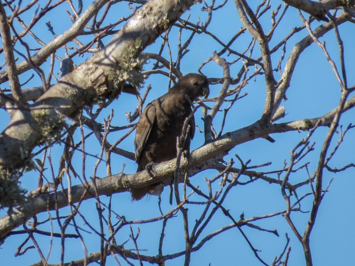 Lesser Vasa Parrot - ML636401498