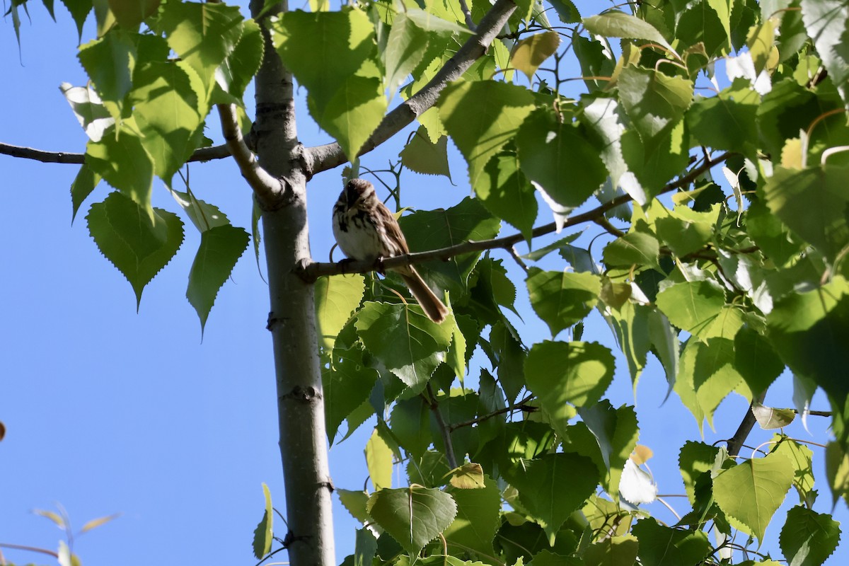 Song Sparrow - ML636401517