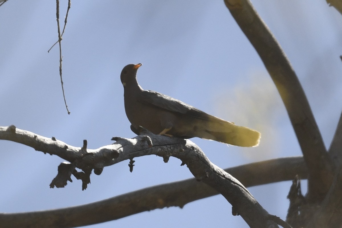 Band-tailed Pigeon - ML636401522