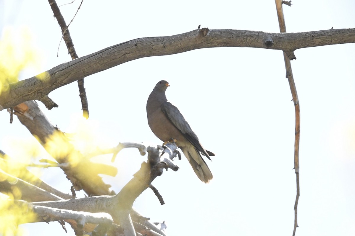 Band-tailed Pigeon - ML636401523