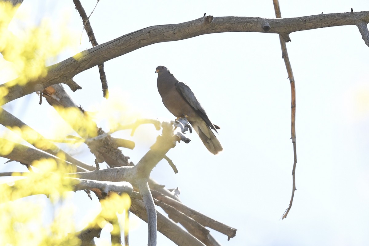 Band-tailed Pigeon - ML636401524