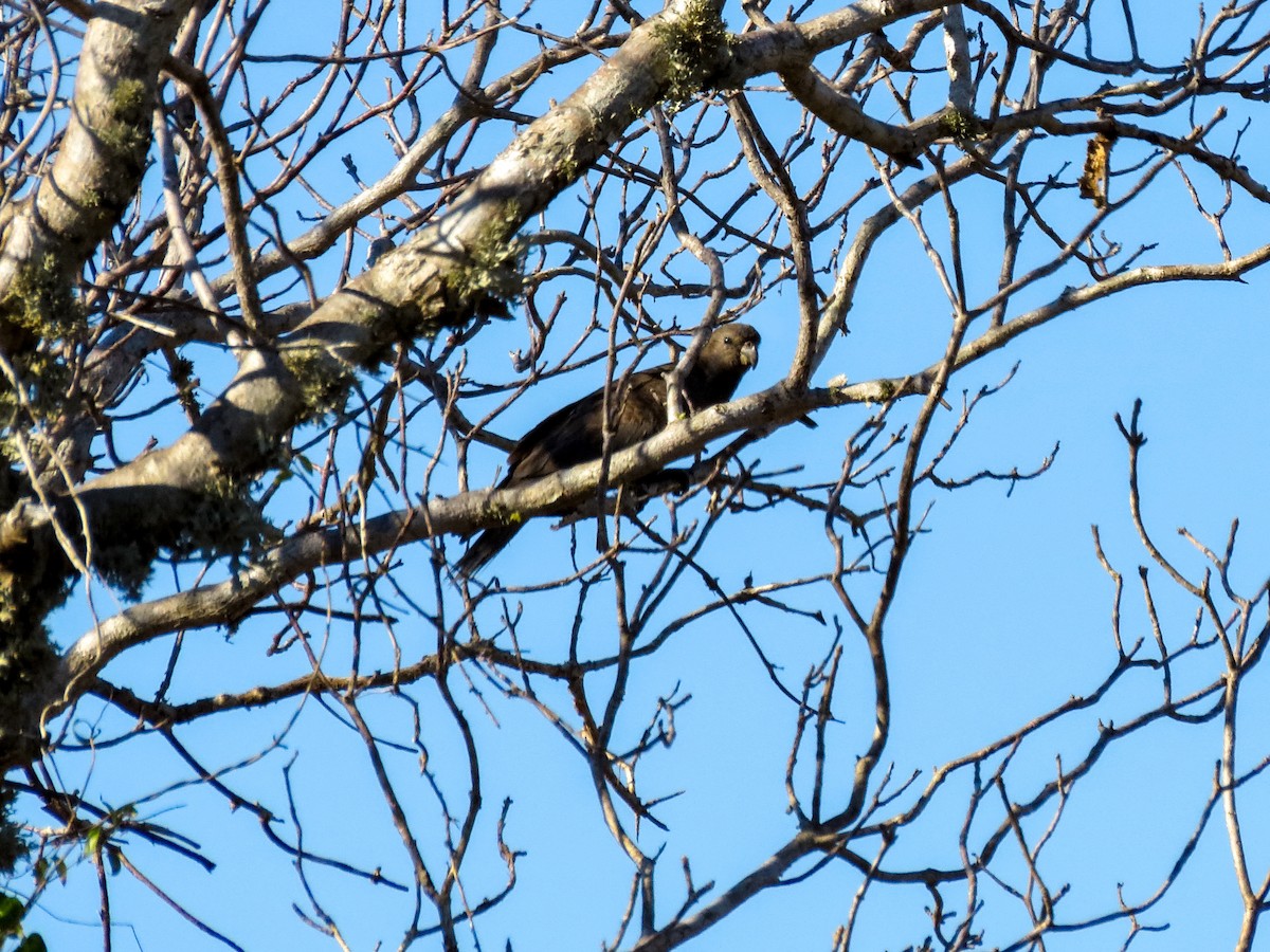 Lesser Vasa Parrot - ML636401525