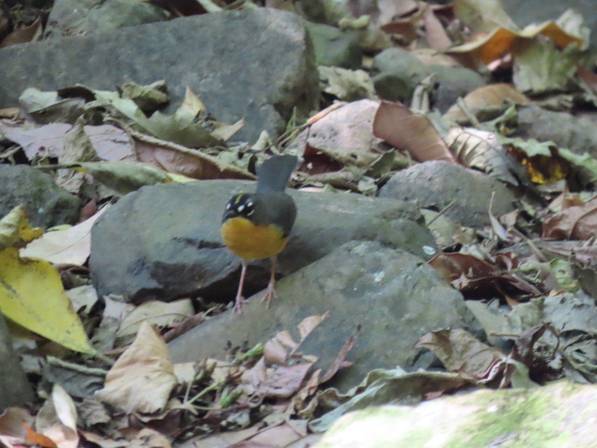 Fan-tailed Warbler - ML636401538
