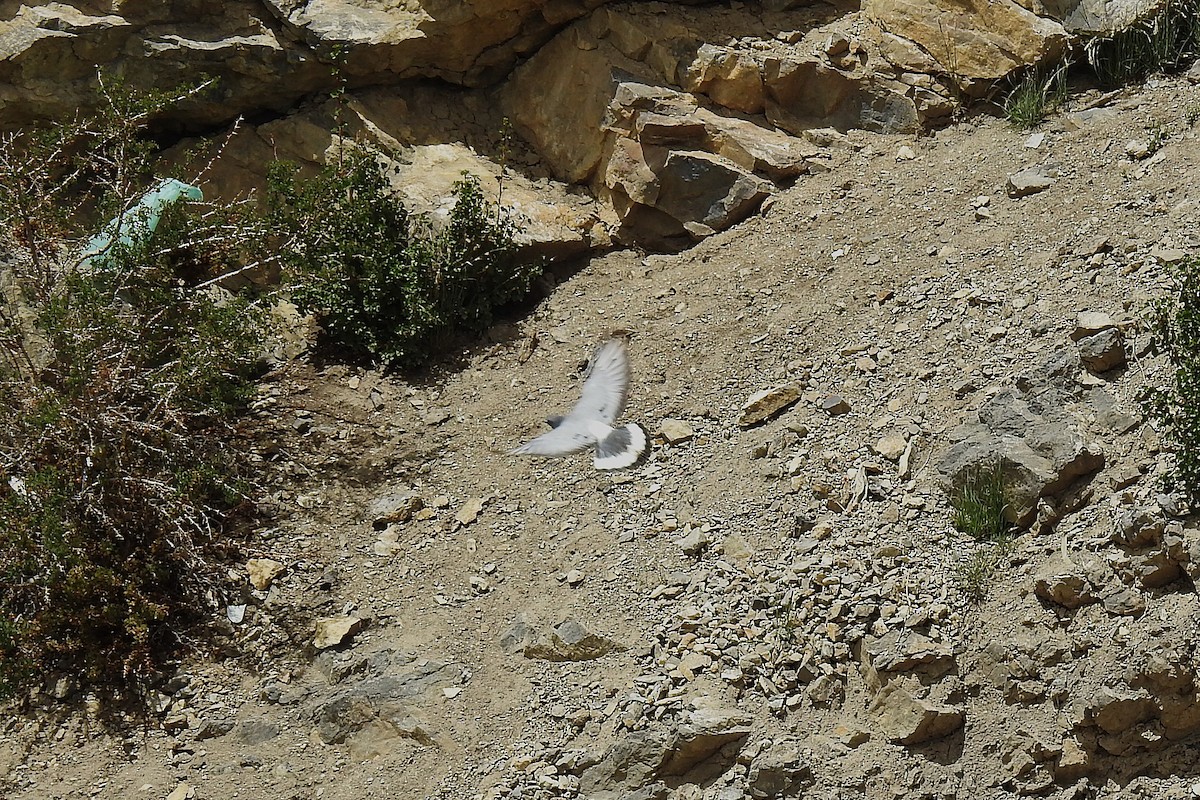 Pigeon des rochers - ML636401544