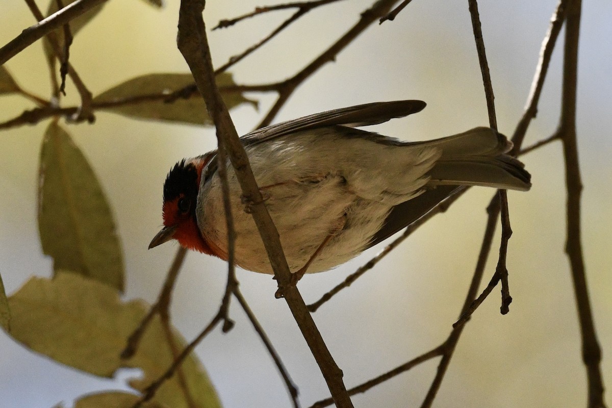 Red-faced Warbler - ML636401553