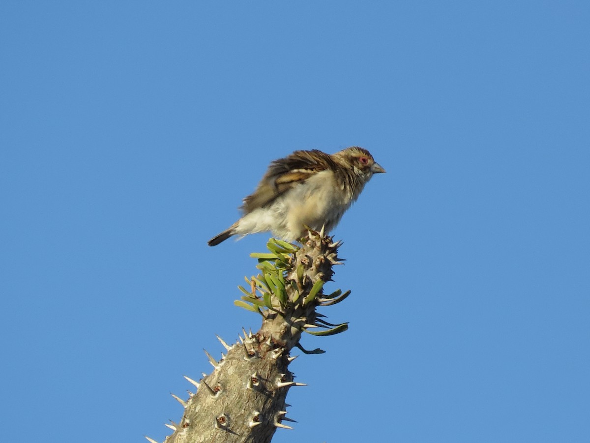Sakalava Weaver - ML636401561