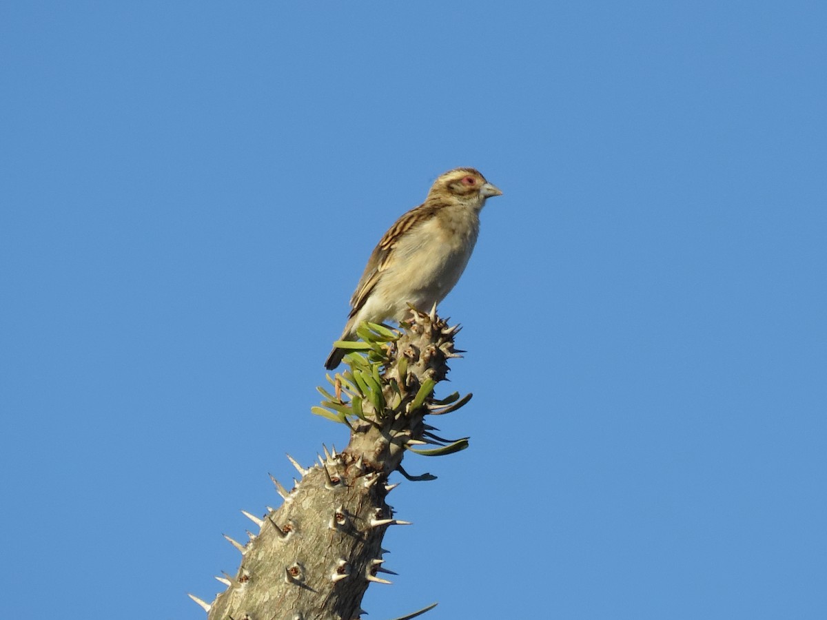 Sakalava Weaver - ML636401563
