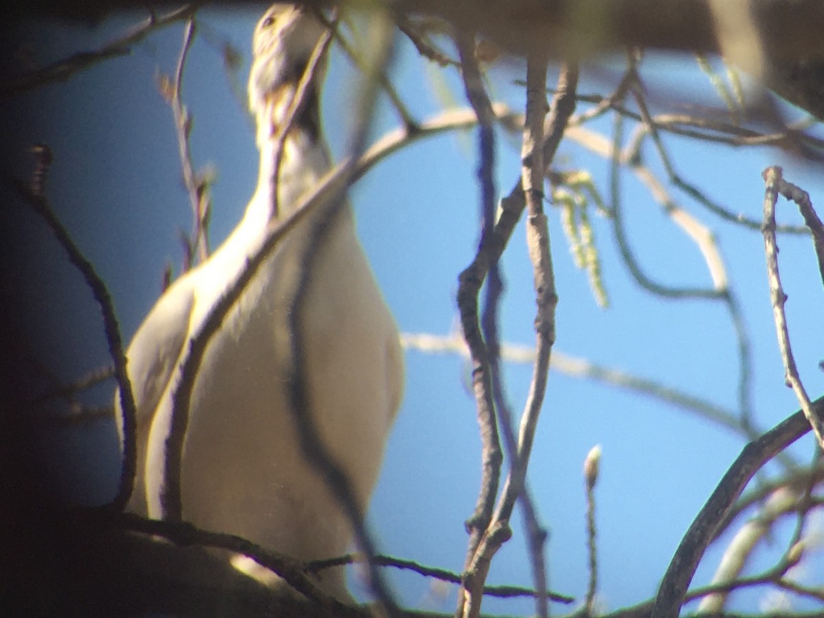 Willow Ptarmigan - ML636401567
