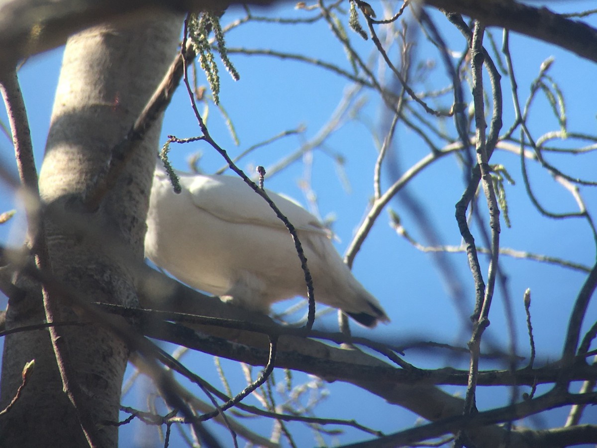 Willow Ptarmigan - ML636401570