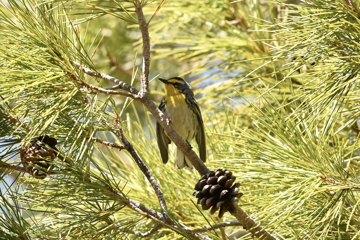 Grace's Warbler - ML636401584