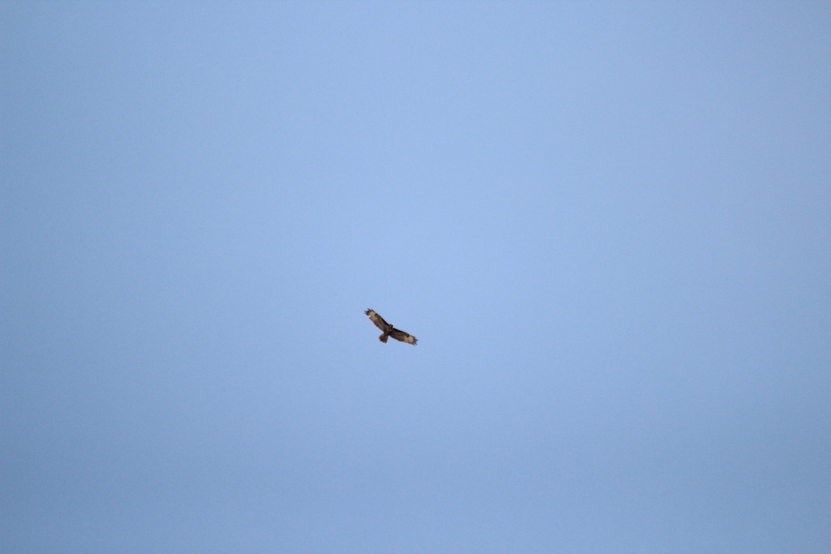 Common Buzzard - ML636401621