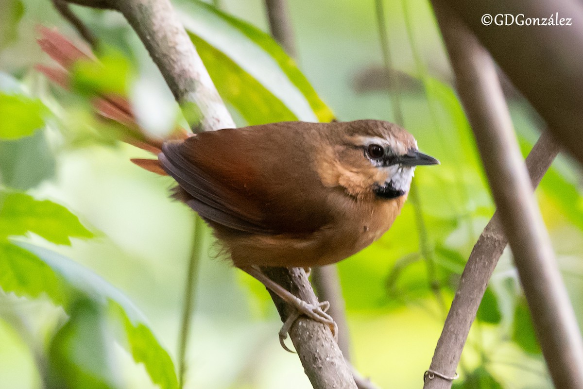 Ochre-cheeked Spinetail - ML636401622