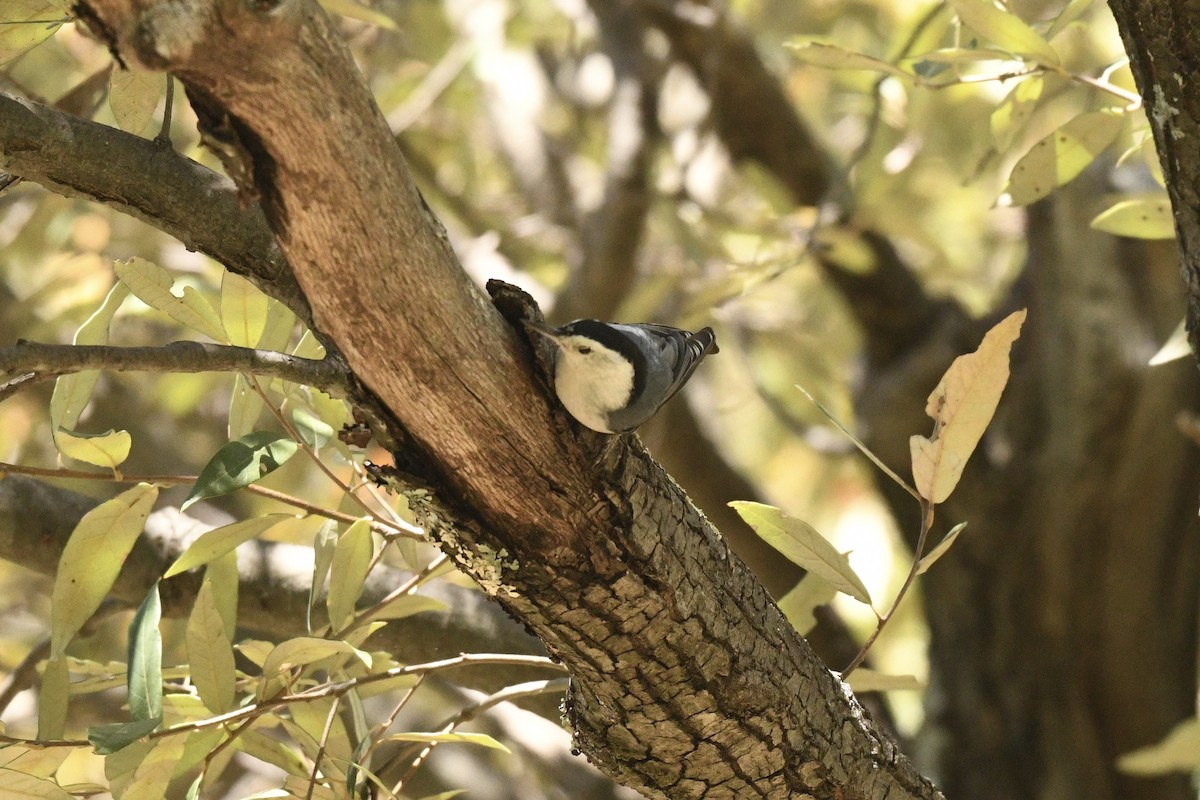 White-breasted Nuthatch - ML636401623