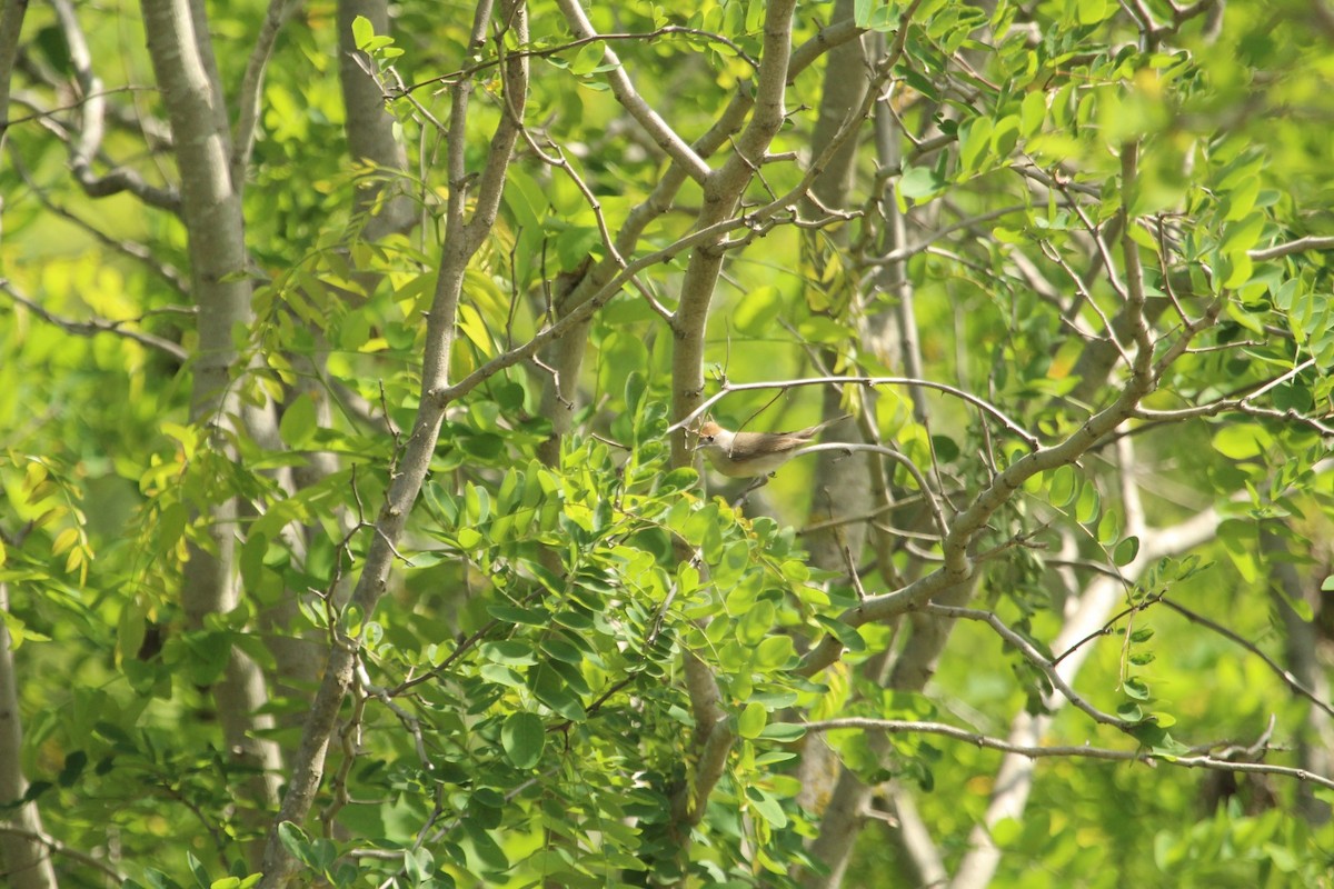 Eurasian Blackcap - ML636401633
