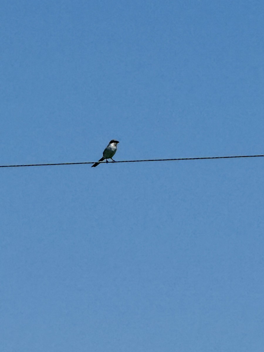 Loggerhead Shrike - ML636401637