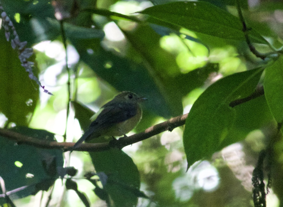 Sulphur-rumped Flycatcher - ML636401638