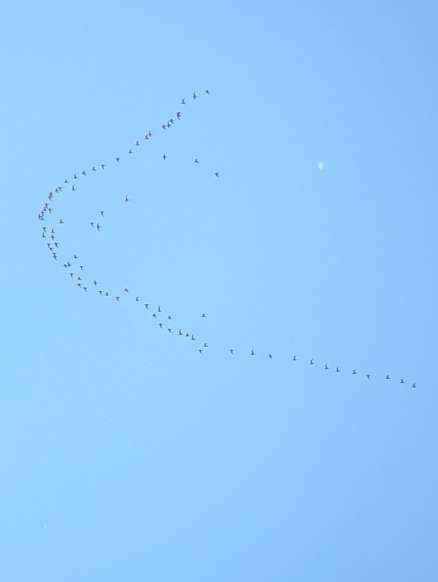 koliha hudsonská - ML636401652