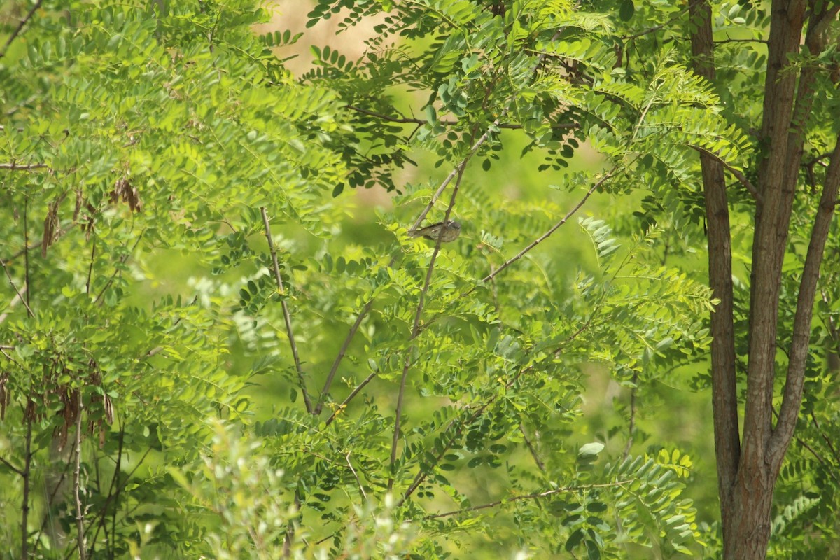 Barred Warbler - ML636401653