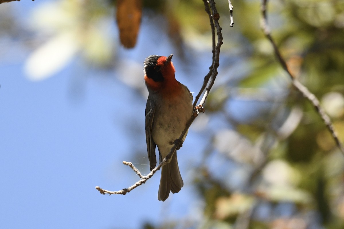 Red-faced Warbler - ML636401767