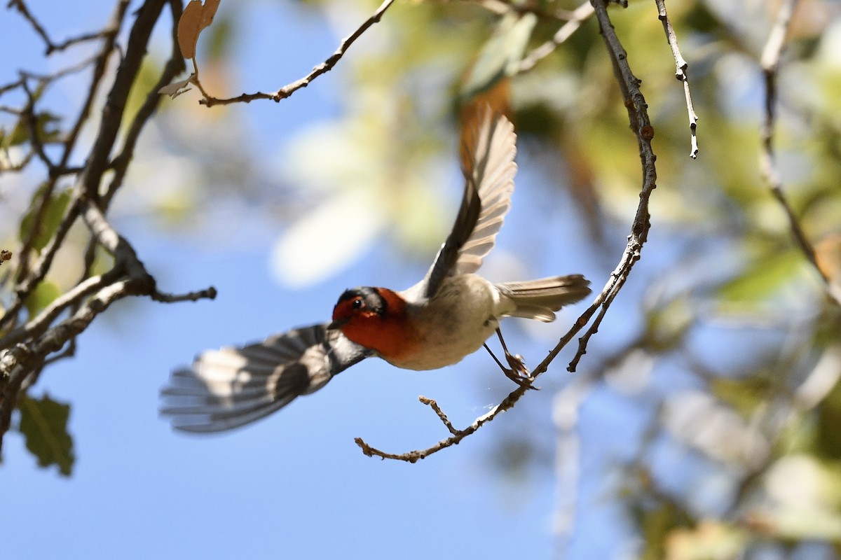Red-faced Warbler - ML636401787