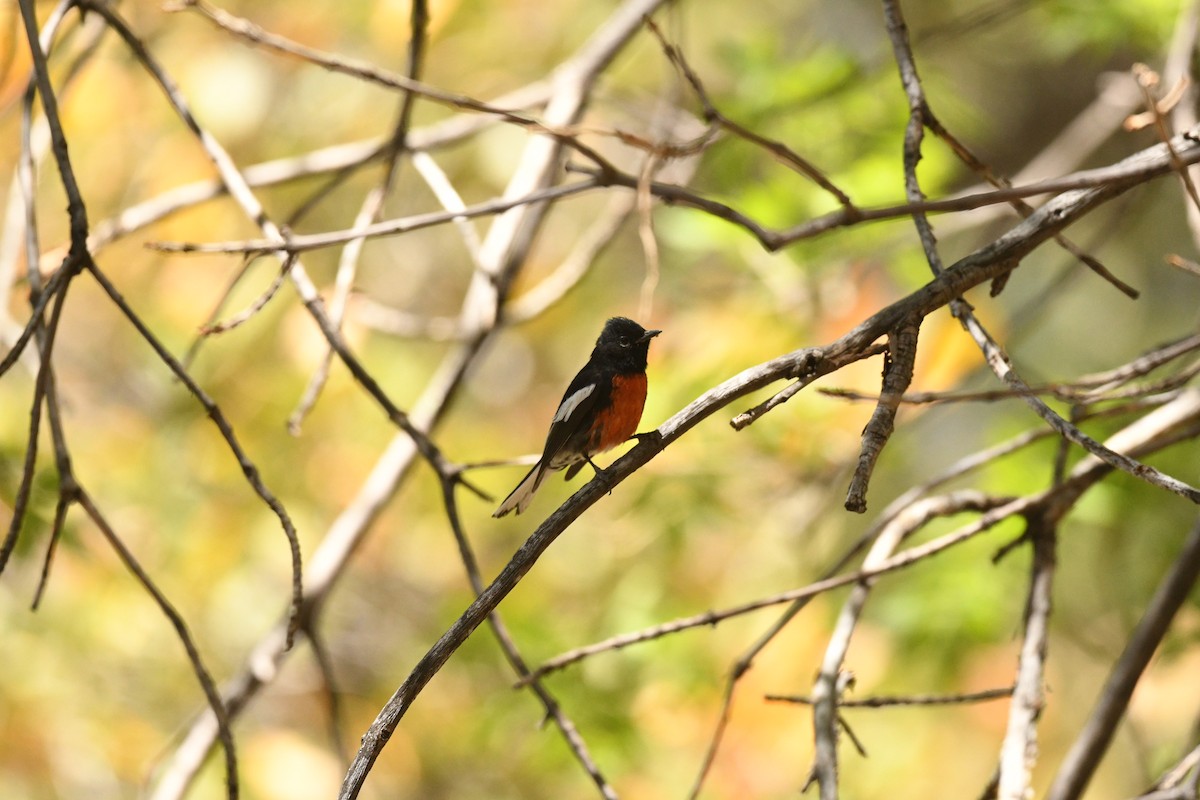 Painted Redstart - ML636401796