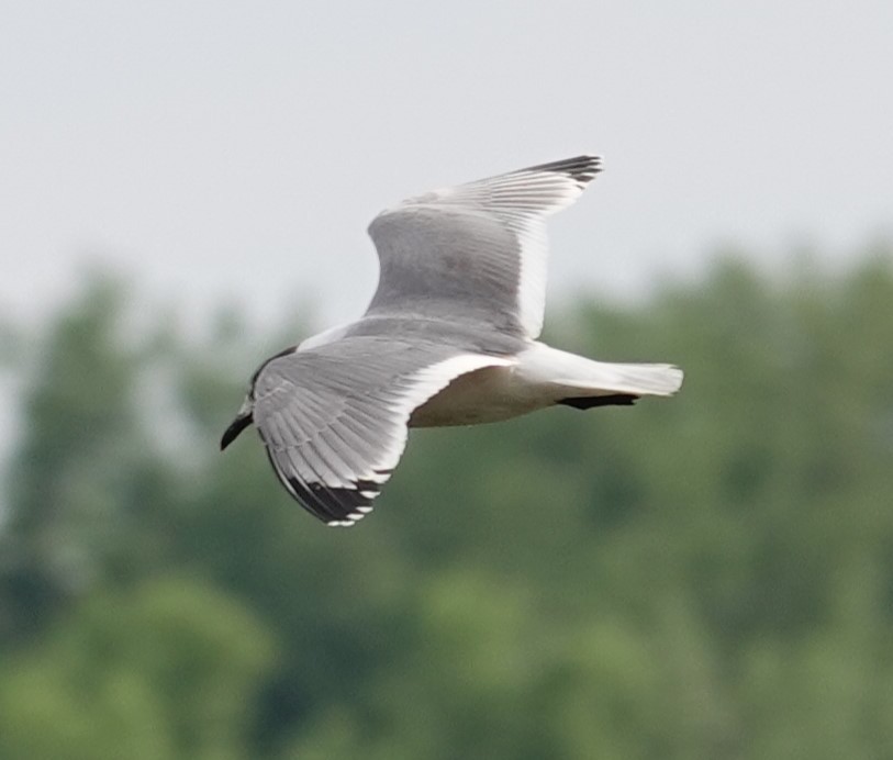 Franklin's Gull - ML636401798