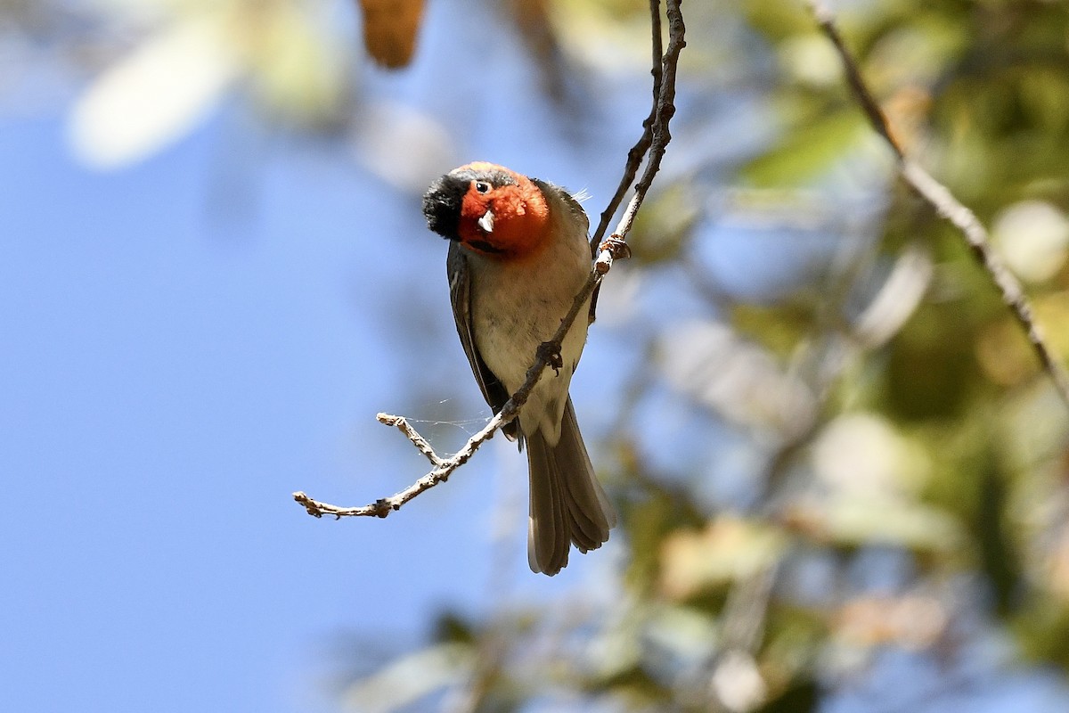 Red-faced Warbler - ML636401845