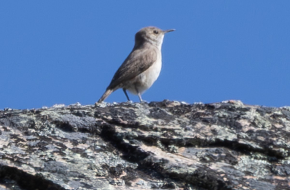 Rock Wren - ML636401852