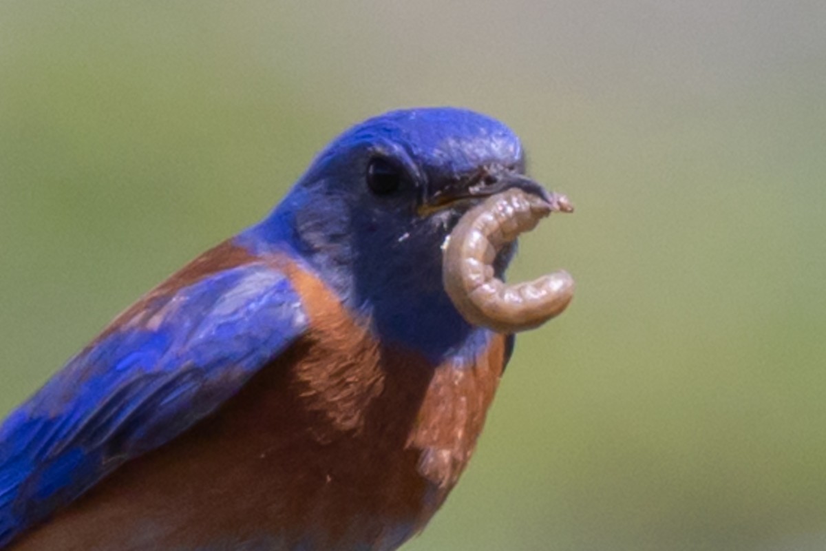 Western Bluebird - ML636401884