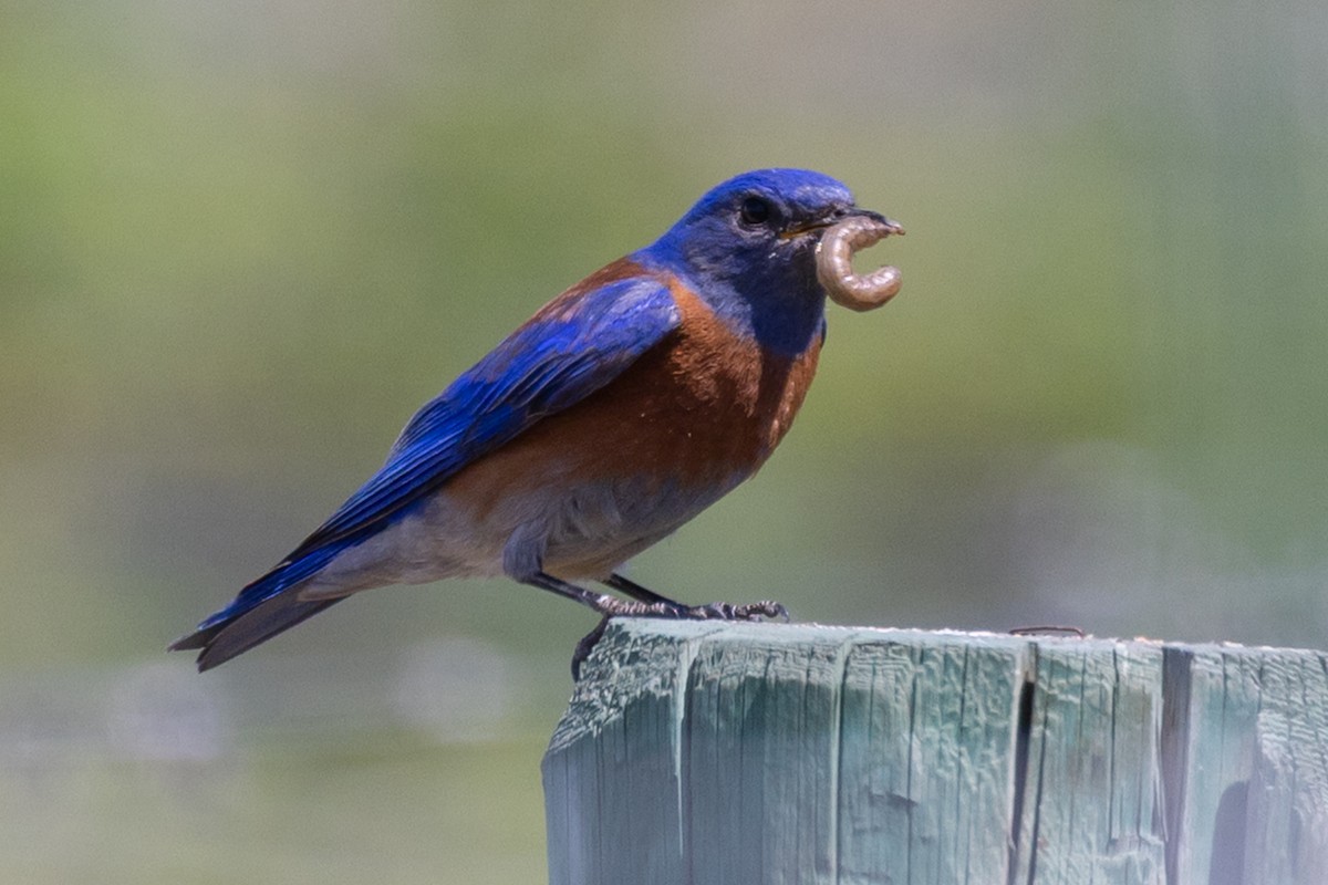 Western Bluebird - ML636401885