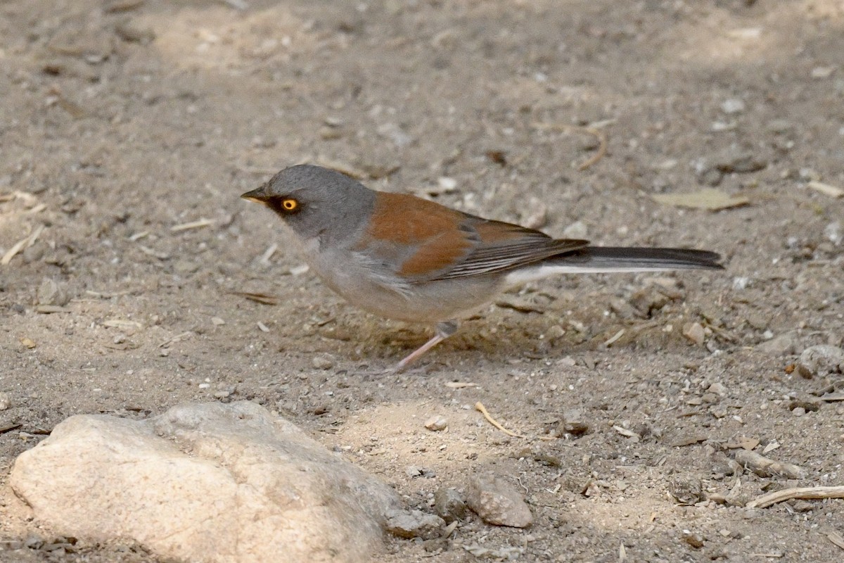 Yellow-eyed Junco - ML636401886