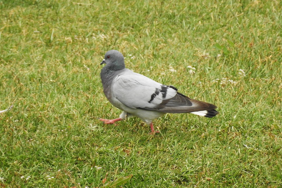 Pigeon des rochers - ML636401923