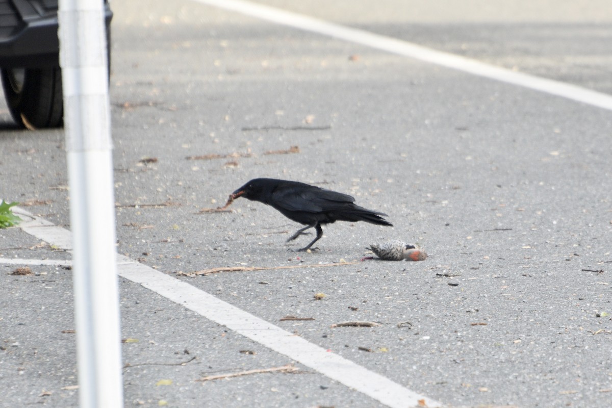 American Crow - ML636402017