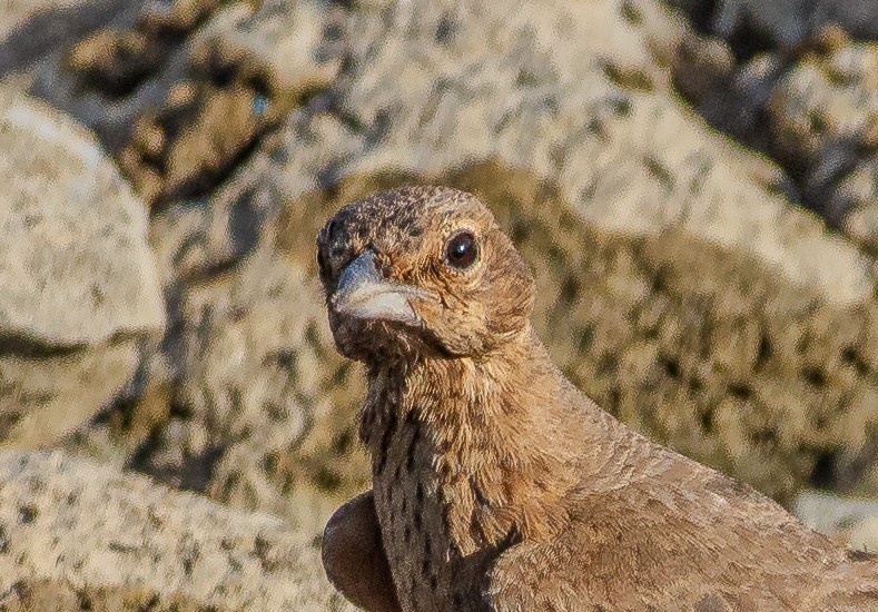 Rufous-tailed Lark - ML636402080