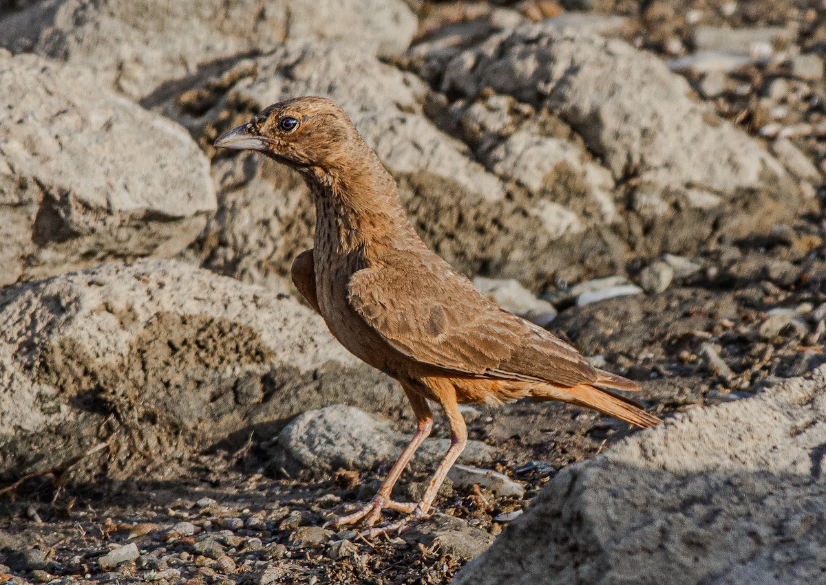 Rufous-tailed Lark - ML636402081