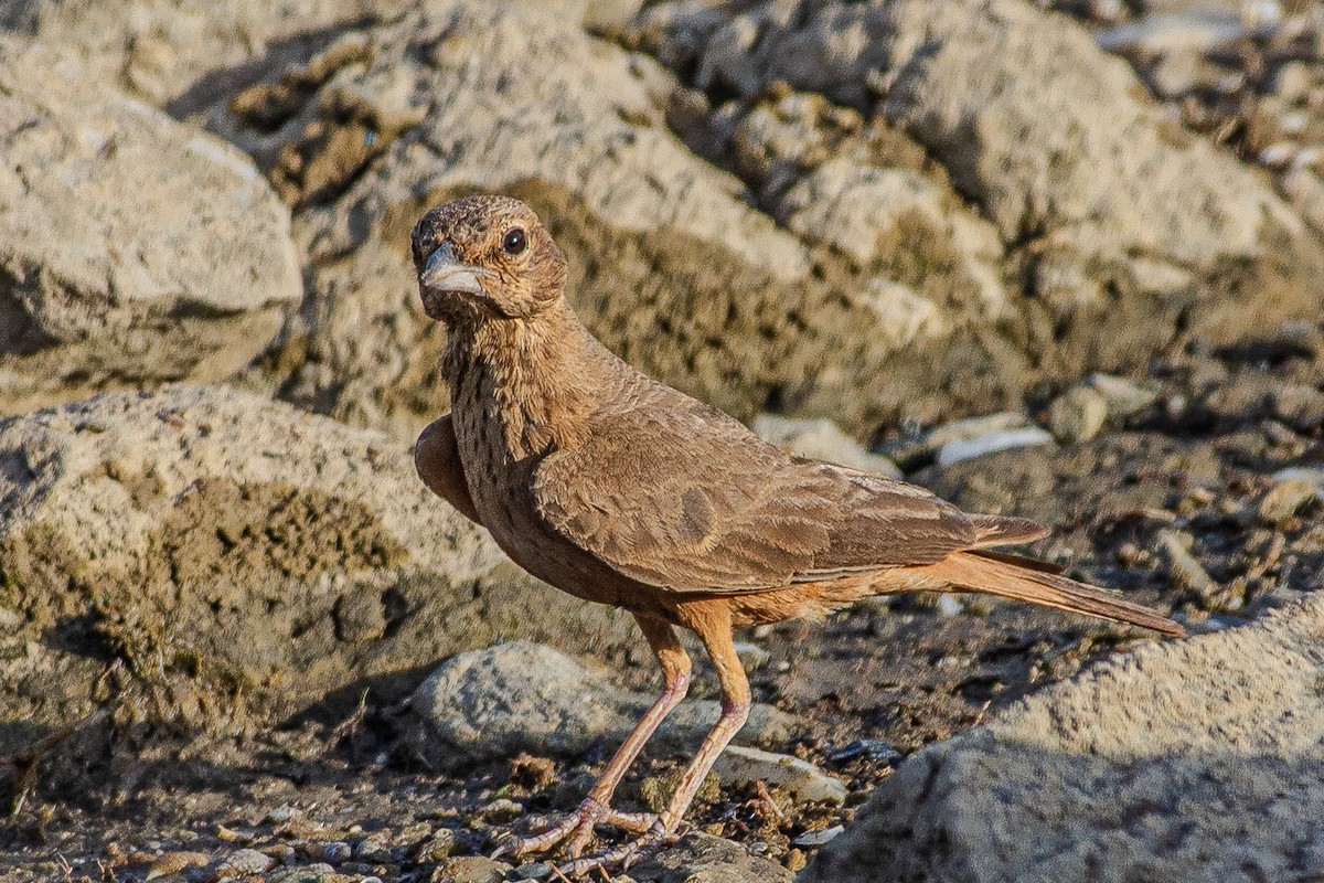 Rufous-tailed Lark - ML636402082