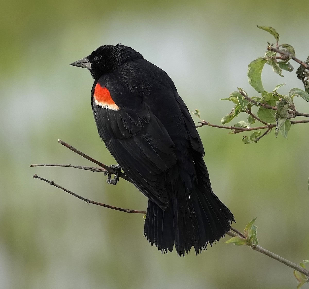 Red-winged Blackbird - ML636402090