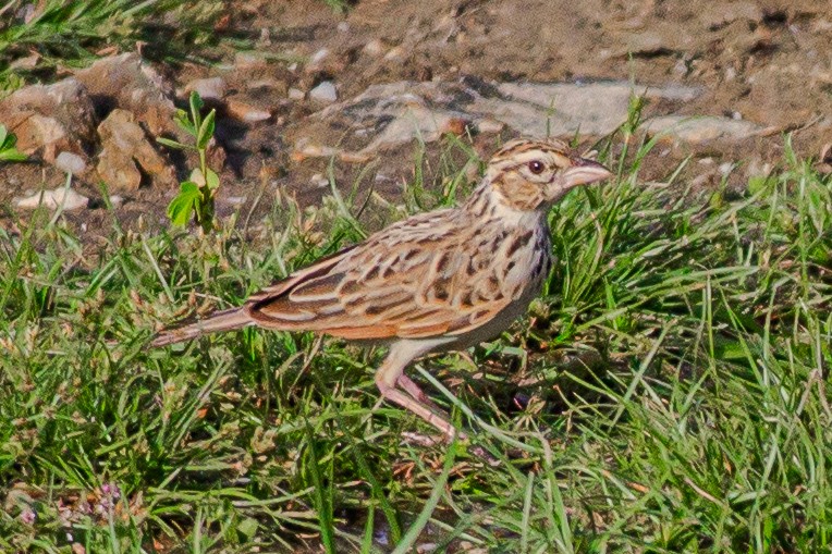 Indian Bushlark - ML636402091