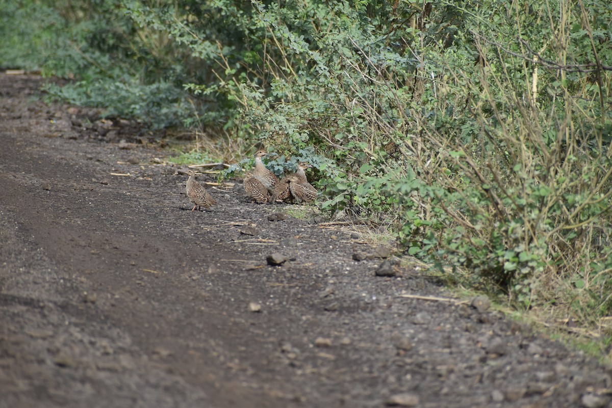 Gray Francolin - ML636402143