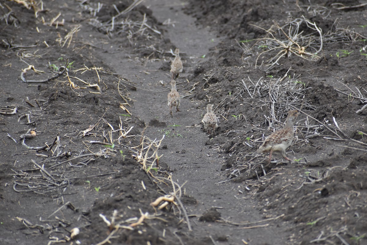 Gray Francolin - ML636402144