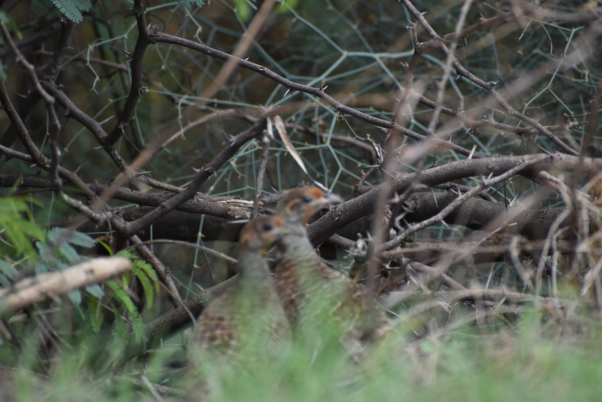 Gray Francolin - ML636402145