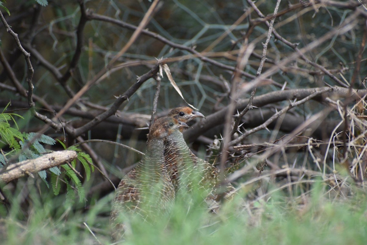Gray Francolin - ML636402146