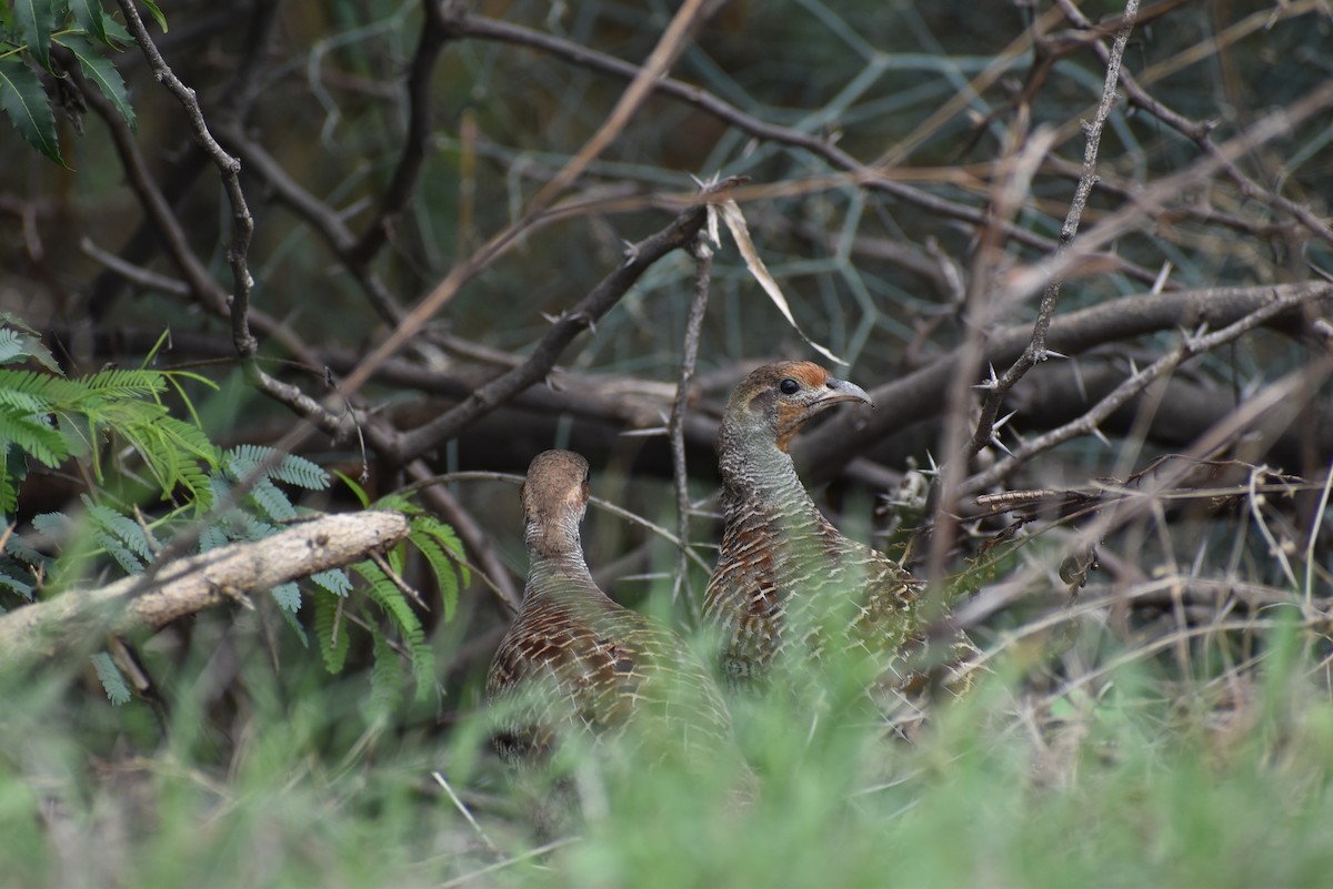 Gray Francolin - ML636402147