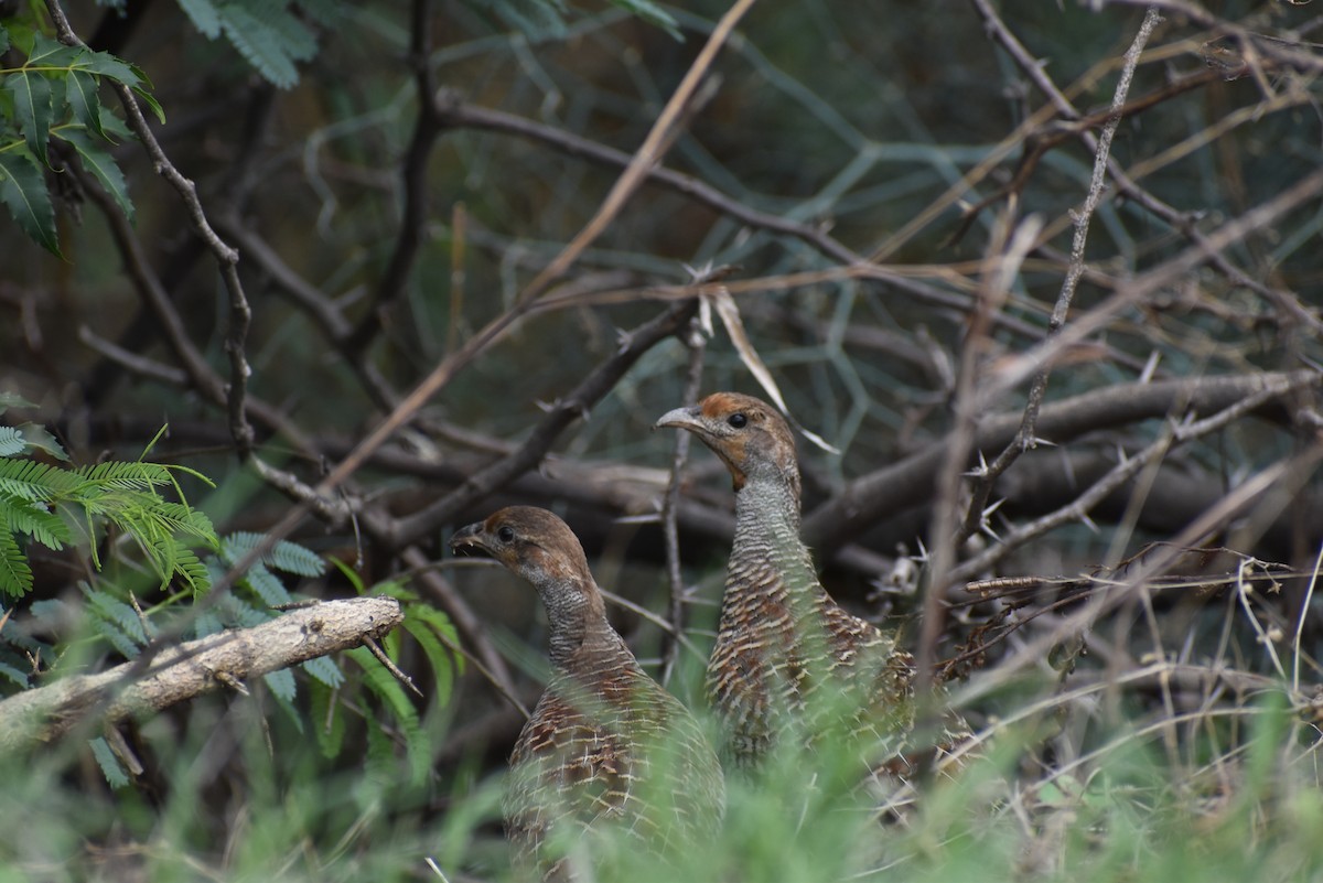 Gray Francolin - ML636402148