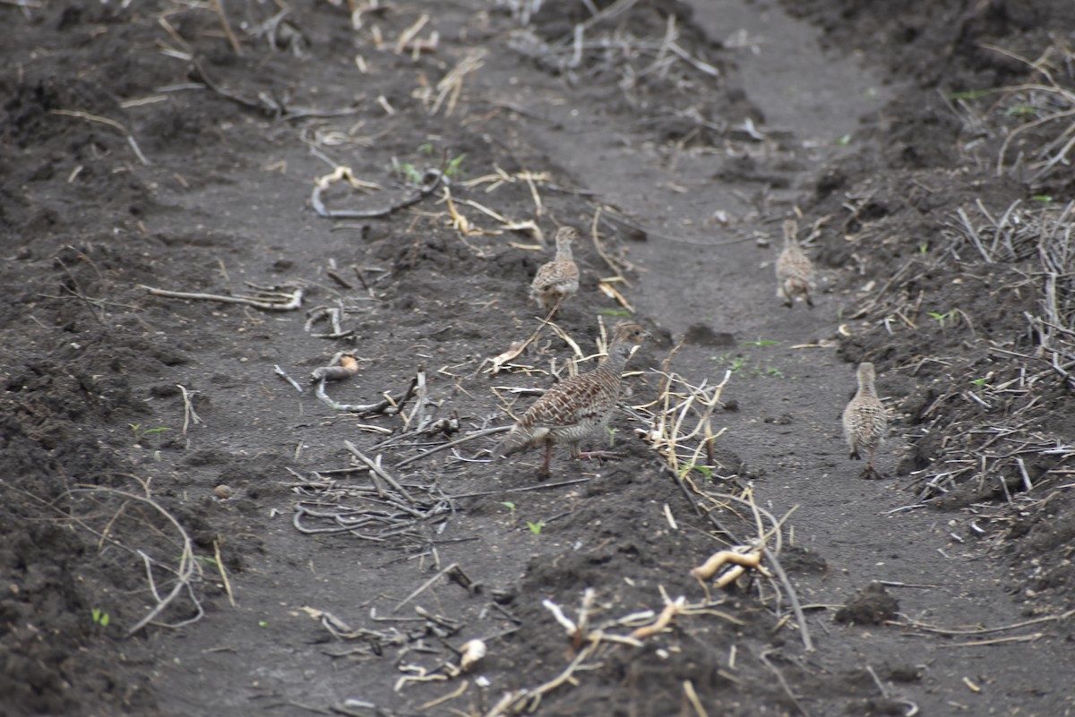 Gray Francolin - ML636402149